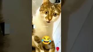 video lucu hewan #hewan #animals #kitten #funny #shorts #fyp #cat