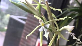 Epidendrum Viviparum Blooming Away