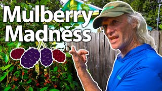 🍇🍇Ever seen Mulberry Production this Heavy?! Jim K. shows off his Berries and New Spinach Types 🥬🍃