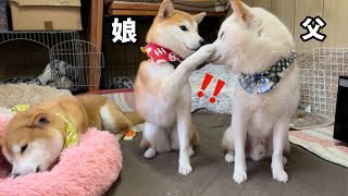 父柴犬を見ると娘柴犬はいつもこうなります(笑)