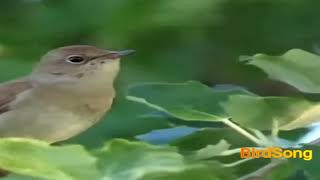 Singing nightingale. The best bird song. Live for training