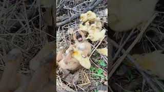 dog&duck ❤️ #duck #goldenduck #cute #duckdog #nature #shortvideo #shorts #viral