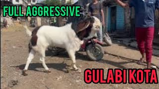 GULABI KOTA FULL SET AND AGGRESSIVE AVAILABLE IN MUMBAI | CONTACT-7738453442