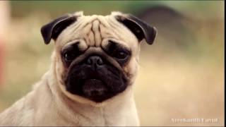 Cute Vodafone Puggy - Funny Expressions! (Play in Loop)