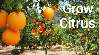 How to plant ,grow,and care for citrus trees |Citrus tree