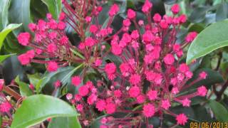 Kalmia latifolia 'Carol' / Breitblättrige Lorbeerrose 'Carol'