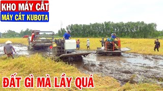 Cùng Xem Cặp Máy Kéo Giải Cứu Máy Cắt KUBOTA Bị Mắc Lầy Khi Chạy Vào Ruộng Này | Kho Máy Cắt