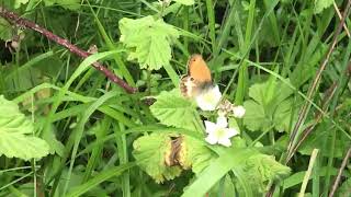 アルカニアヒメヒカゲCoenonympha arcania (Pearly Heath) 2024/06/26 Col de la Lombarde 1150m France