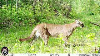 Cougar May 2024