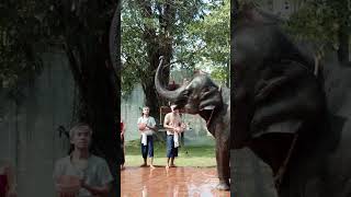 Amazing Thailand Water Festival Experience: Wetting Elephants