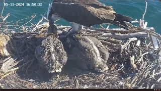 Port Lincoln Osprey 05.11.2024 16:43