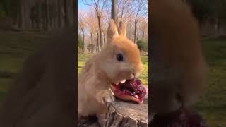 cute rabbit eatings grapes #shorts #viral