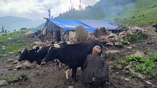 Most peaceful & Relaxing Mountain Village Life | Rainy Day | Real Nepali Shepherd Life in Jajarkot