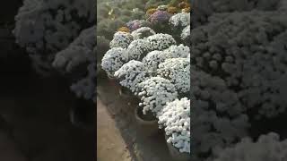 Beautiful Colorful Varieties of Chrysanthemum Flower Plants