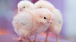 The Little Chick Cheep , Baby Chicks Chirping Sounds