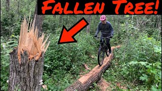 Making A Fallen Tree Into A Skinny!