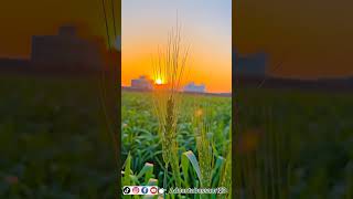 Green Wheat Field 🌾|Beautiful Wheat Field #shorts #youtubeshorts #nature #wheat #tourism #beauty