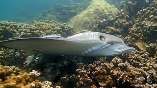 Орляковый скат | Eagle Ray on Shark Rock of the Samaesan Archipelago | Diving in Pattaya, Thailand