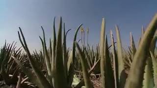 LR Aloe Aloe Vera - das besondere Aloe Vera