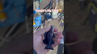 Caught a BIG FISH 🤯🤯🤯 #fishing #shorts #fish #viralshorts #trending #viral #trend #viralvideo