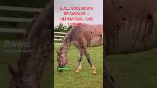 VOCE GOSTA DE CAVALOS...