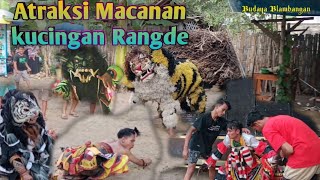 ATRAKSI kucingan macanan rangde BANYUWANGI