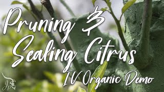 Pruning & Sealing Citrus Tree (IV Organic Demo)