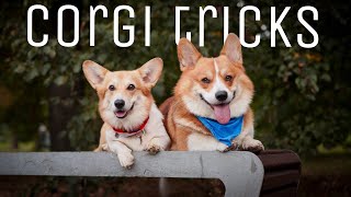 Double Corgi Tricks 🐕  performed by Marti & Varya the corgi #corgitricks #коргинаскейте