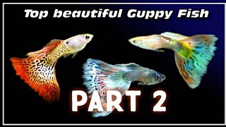 Guppy fish video|guppy fish in india|types of guppy fish|high quality guppy fish