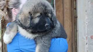 caucasian shepherd big puppies @caucasian_shepherd_europe