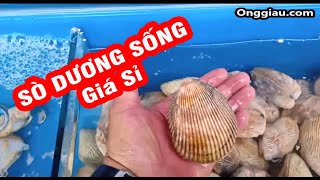 Sò Dương Sống Giá Sỉ Về Hàng Ngập Hồ | HẢI SẢN ÔNG GIÀU