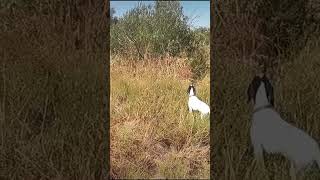 adiestramiento cachorro pointer inglés #pointer #dog #cachorro #puppy #caza #الصيد #chasseur #chasse