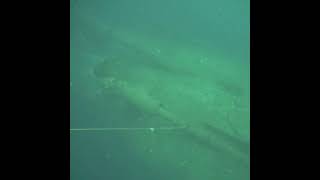 Shark on the stern of IJN Nagato, Bikini Atoll