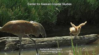 Beluga Slough's Boardwalk Pair--A Slice of Daily Life