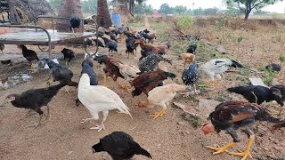 மழையில் காலை உணவு கோழிகளுக்கு - நாட்டுக்கோழி வளர்ப்பு (rain )