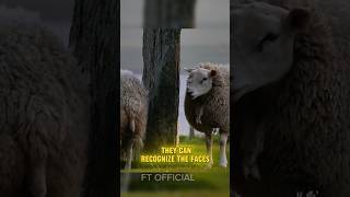 Amazing facts about sheep.. #facts #amazingfacts #sheep #animals #shorts