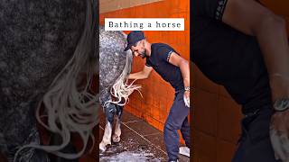 Bathing a horse🥰|حمام کردن اسب🥰#animals #funny #horse #bathing #حصان #خنده #اسب