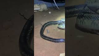 PO’d Snake in a Crawl Space! #snake #ratsnake #reptile #rescue #itsjustasnake #keepcalm #capture