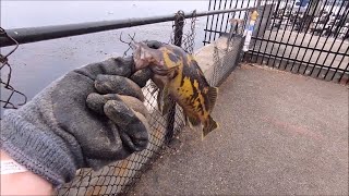 Coastguard Pier Fishing In Monterey CA!! (BIG PERCH)