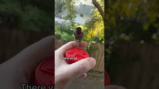 Feer the smallest brid in the world (Hummingbrids)