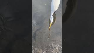 Stunning Great Egret Fishing in Malibu #birds #fishing  #curiouscreatures