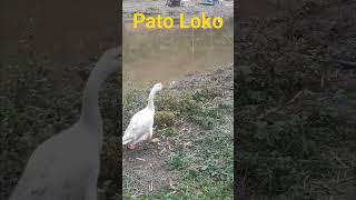 Pato, Marreco e Ganso