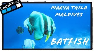 Batfish Rendezvous | Maaya Thila | Maldives