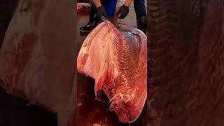 459kg Super Giant Bluefin Tuna Swiftly Filleted with Incredible Cutting Skill in Just 1 Minutes