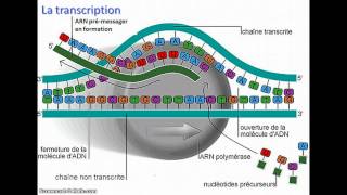 De l'ADN à l'ARNm