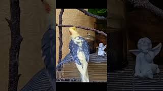 Funny cockatiel shots