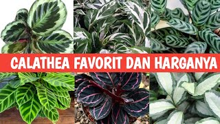 TANAMAN HIAS CALATHEA || HARGA CALATHEA DAN PERAWATAN CALATHEA