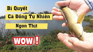 Cá đồng tự nhiên ngon thịt tại sao - Các bạn hãy xem video này | Tịnh khê Quảng Ngãi