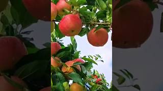 amazing fresh fruits apples share farm explore #share #short #fruitlovers #asmr #fruit