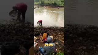 Ikan Berserakan Akibat Danau Kering 😱